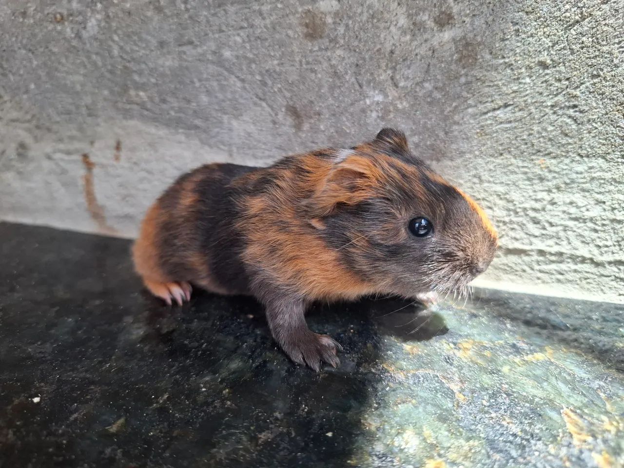 Porquinho da india sheltie  - Foto 5