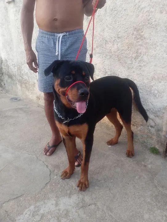 Rottweiler Adulto para Adoção - Foto 2