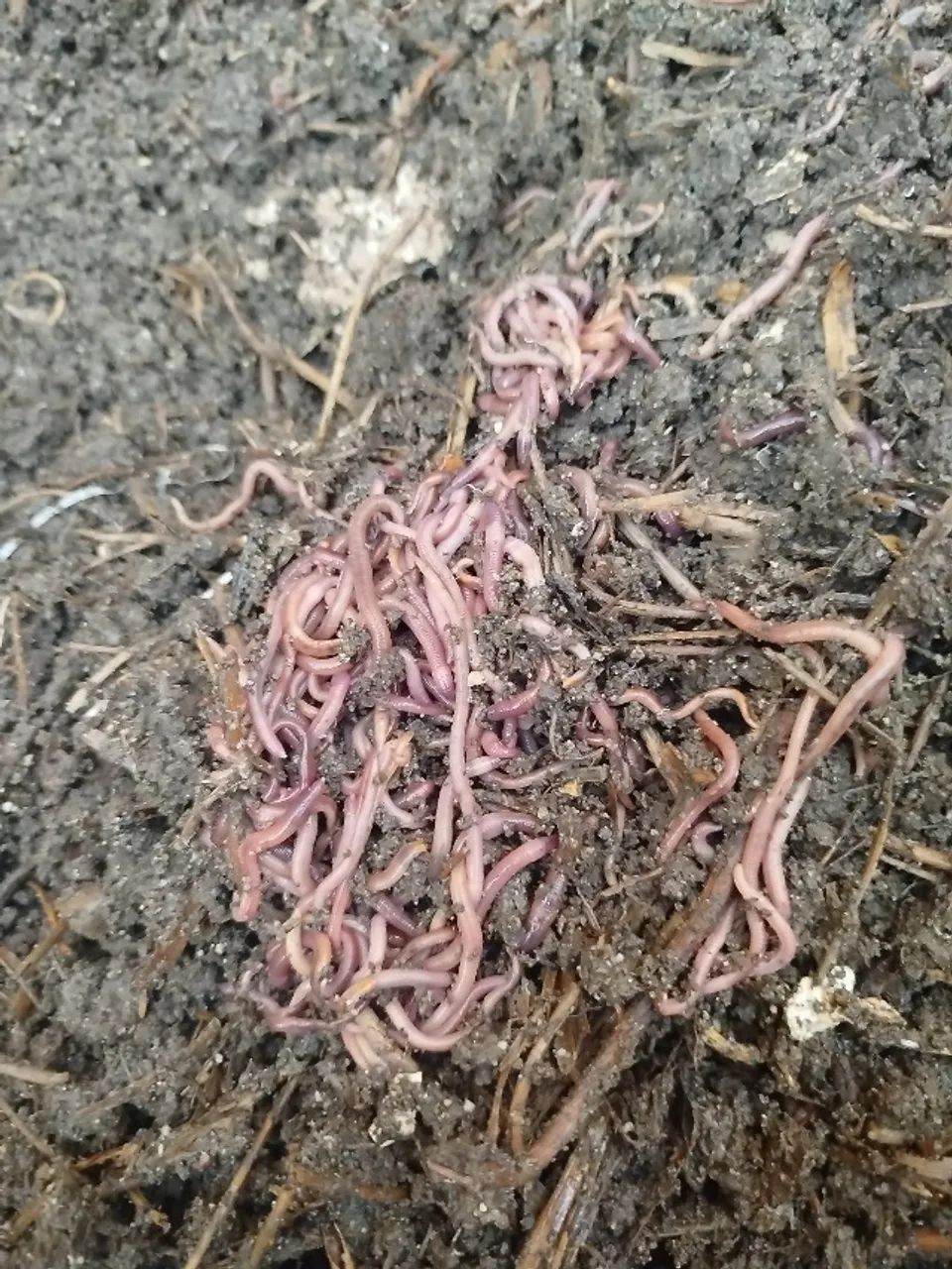 200 Minhocas vermelhas da Califórnia, para compostagem. Não serve para pesca. - Foto 5