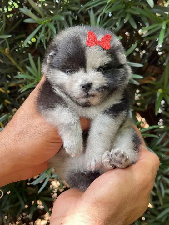 Lulu da pomerania femeas  - Foto 3