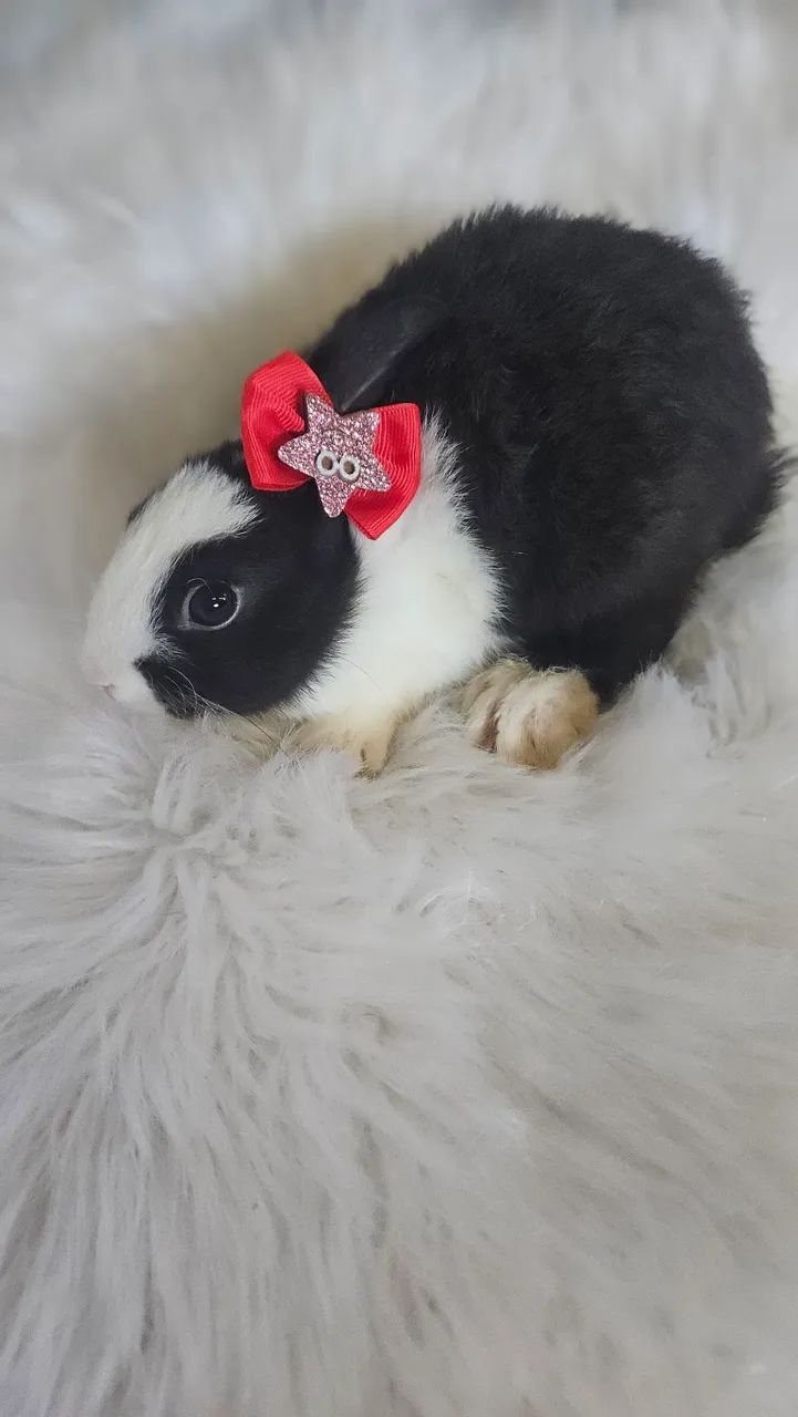 Coelhos na promoção de fim de ano  - Foto 2