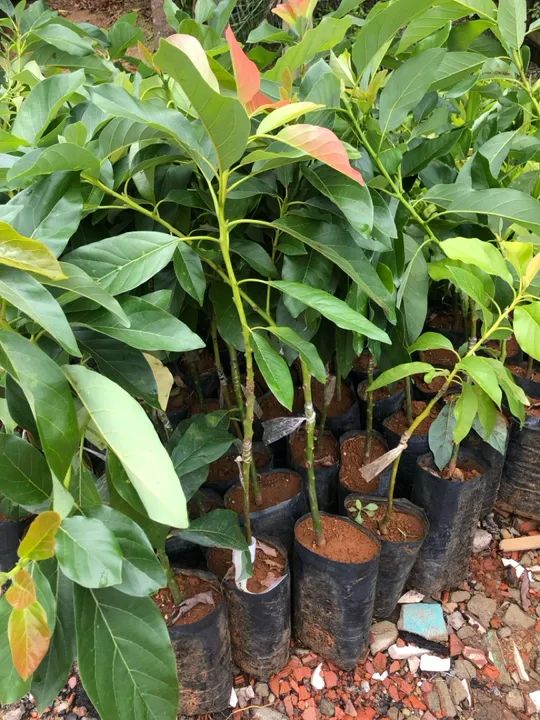 Mudas de abacate de enxerto - Foto 5