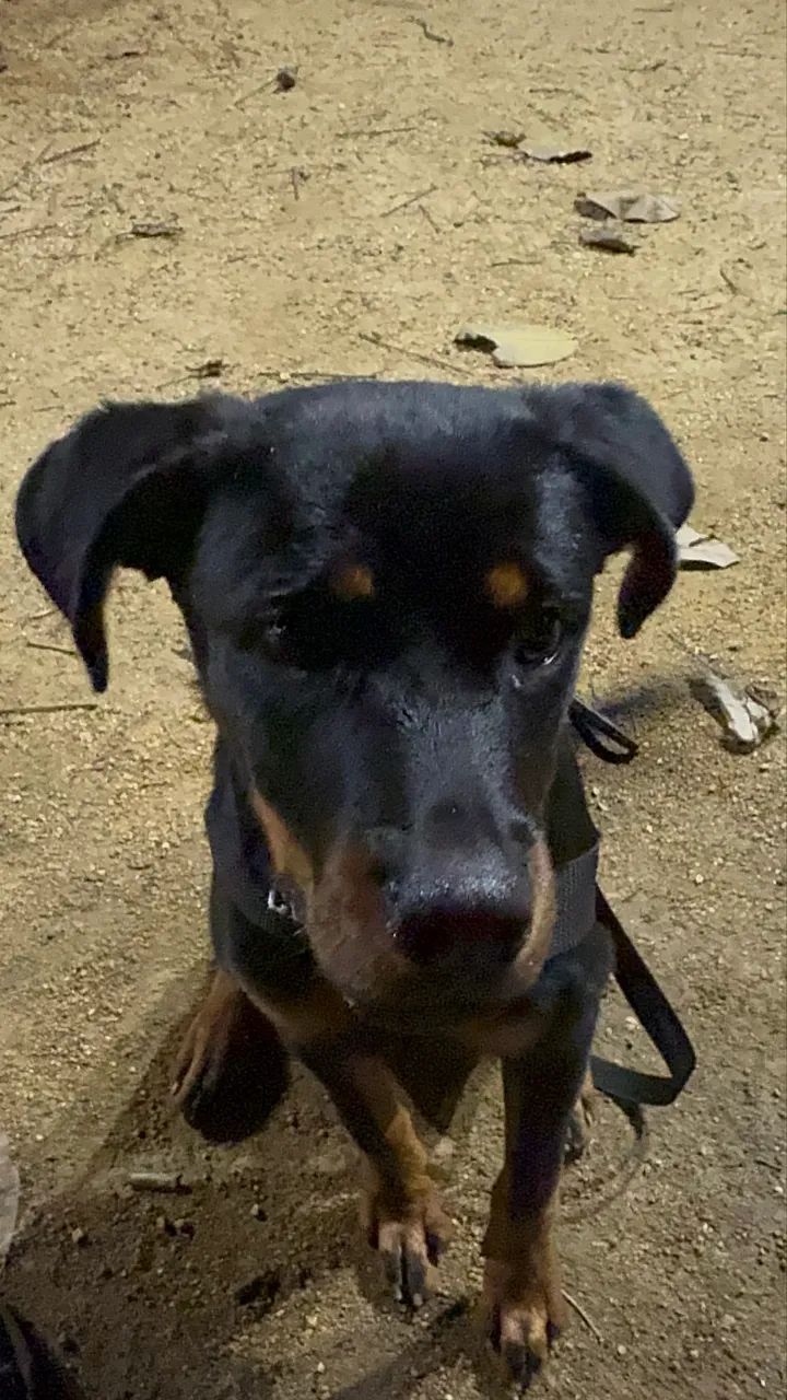 Rottweiler 5 meses - Foto 3