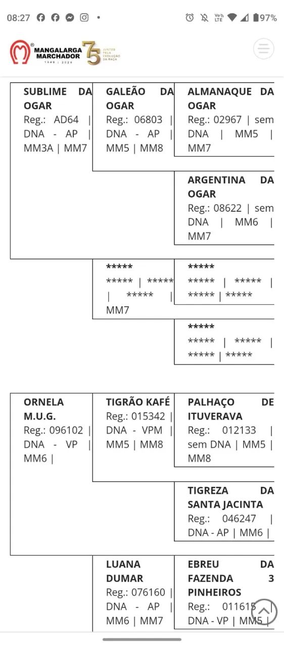 Égua mangalarga de pista (com premiação)  - Foto 4