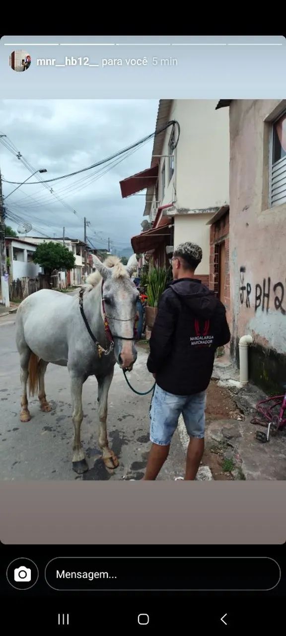 Cavalo Branco para Venda - Foto 5