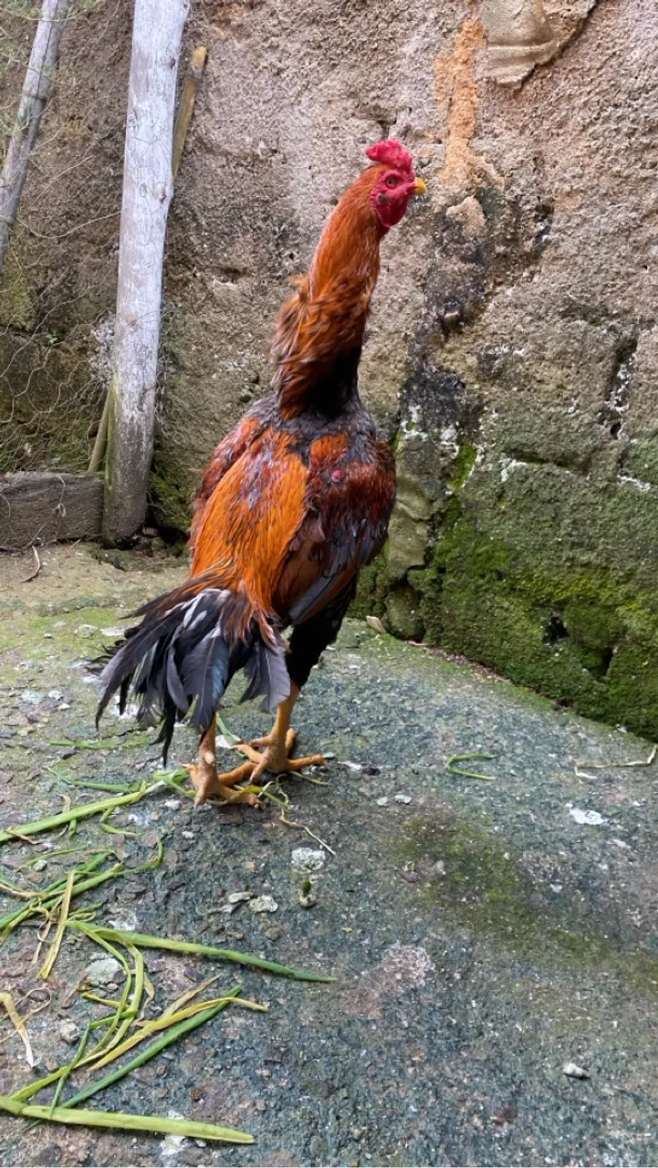 Galo índio 2 anos - Piau MG/ Dispenso curiosos