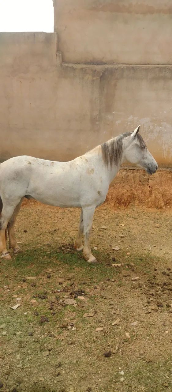 Cavalo manga larga pura da raça  - Foto 4