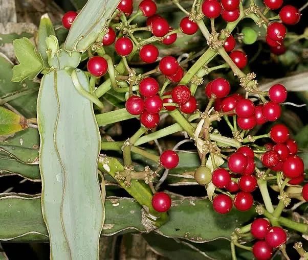 Cipó-uva (cissu quadrangularis) - vaso cuia 18 com haste - Foto 2