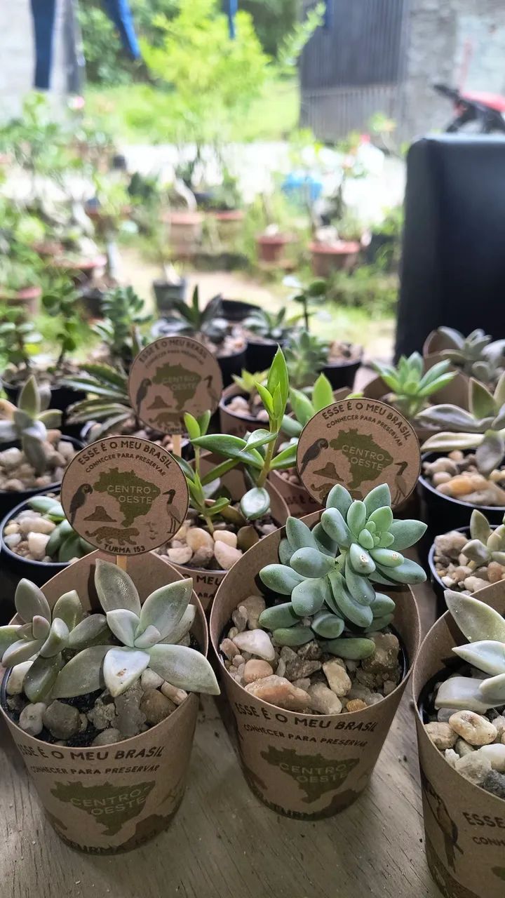 Cactos e suculentas personalizadas