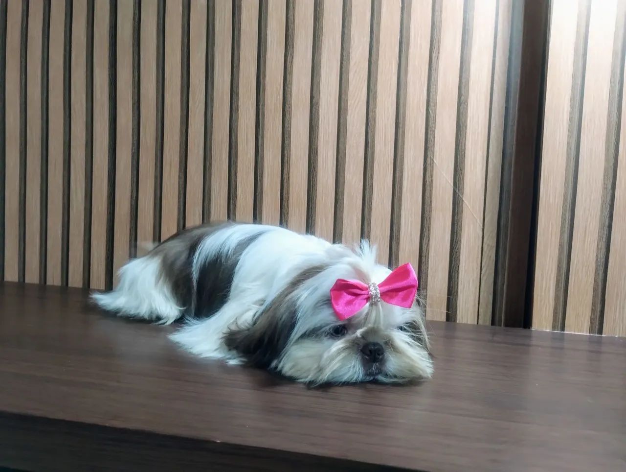 Shih Tzu 