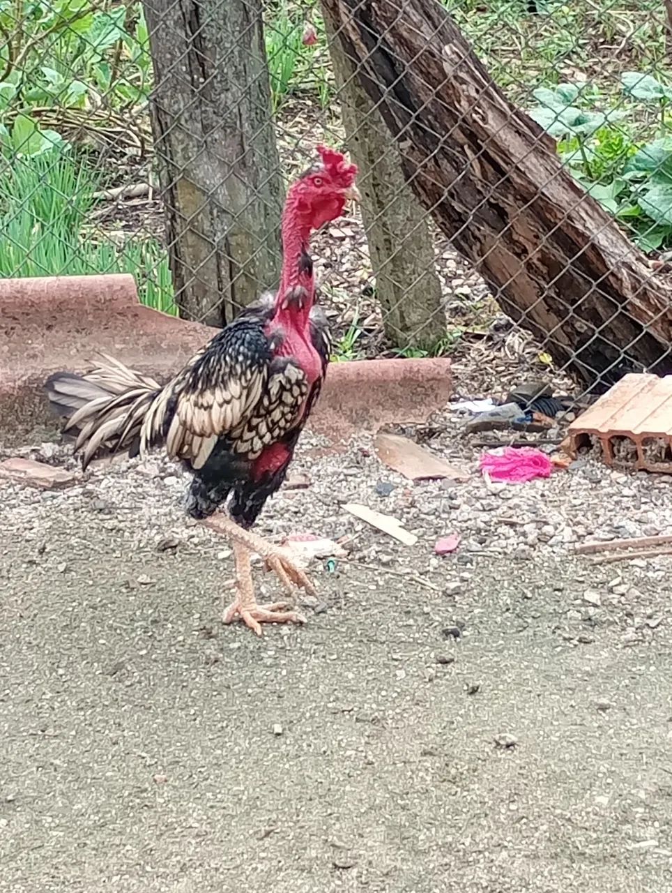 Galo índio Madagáscar - Foto 4