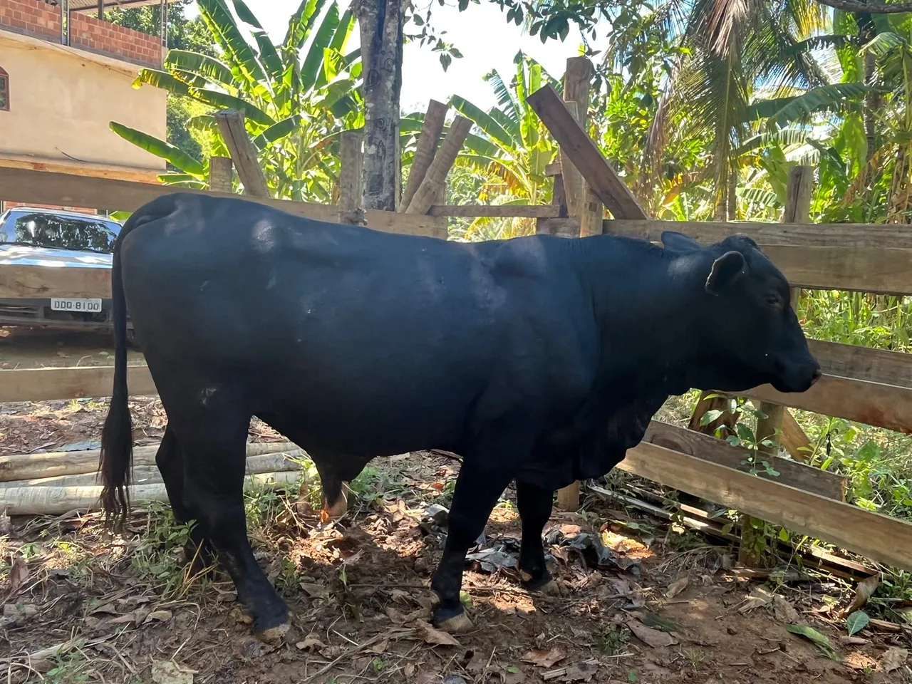 Touro Angus/ brangu Preto de Qualidade.