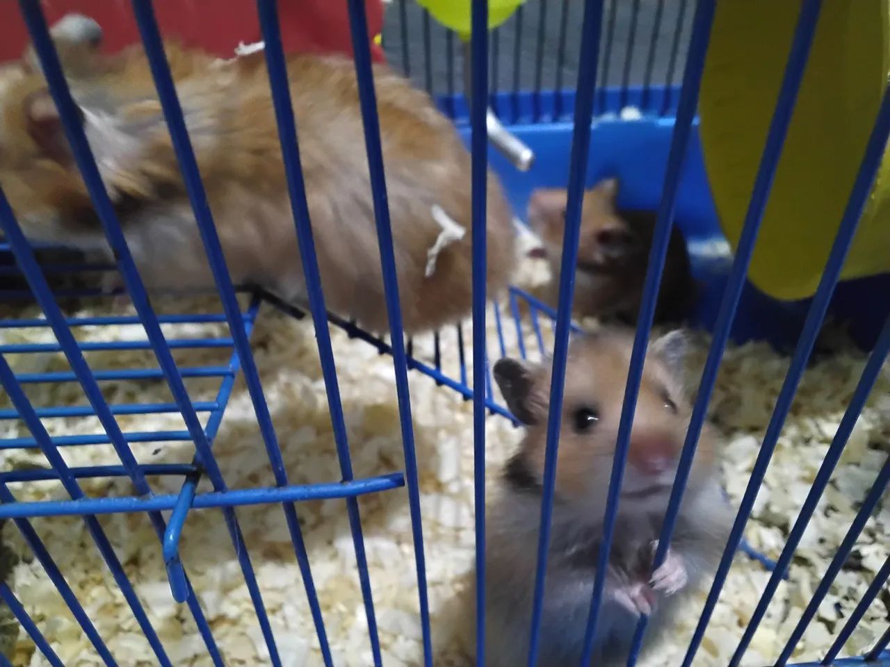 Hamsters sírios fofinhos !