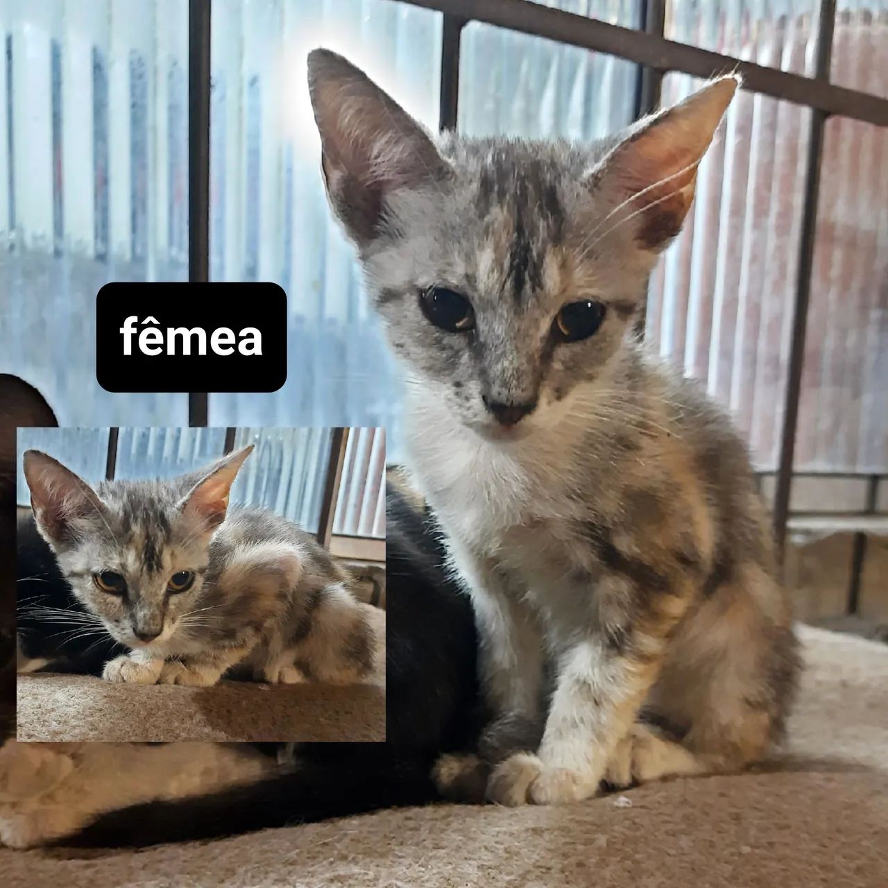 doação gatos filhotes - leia a descrição - Foto 6