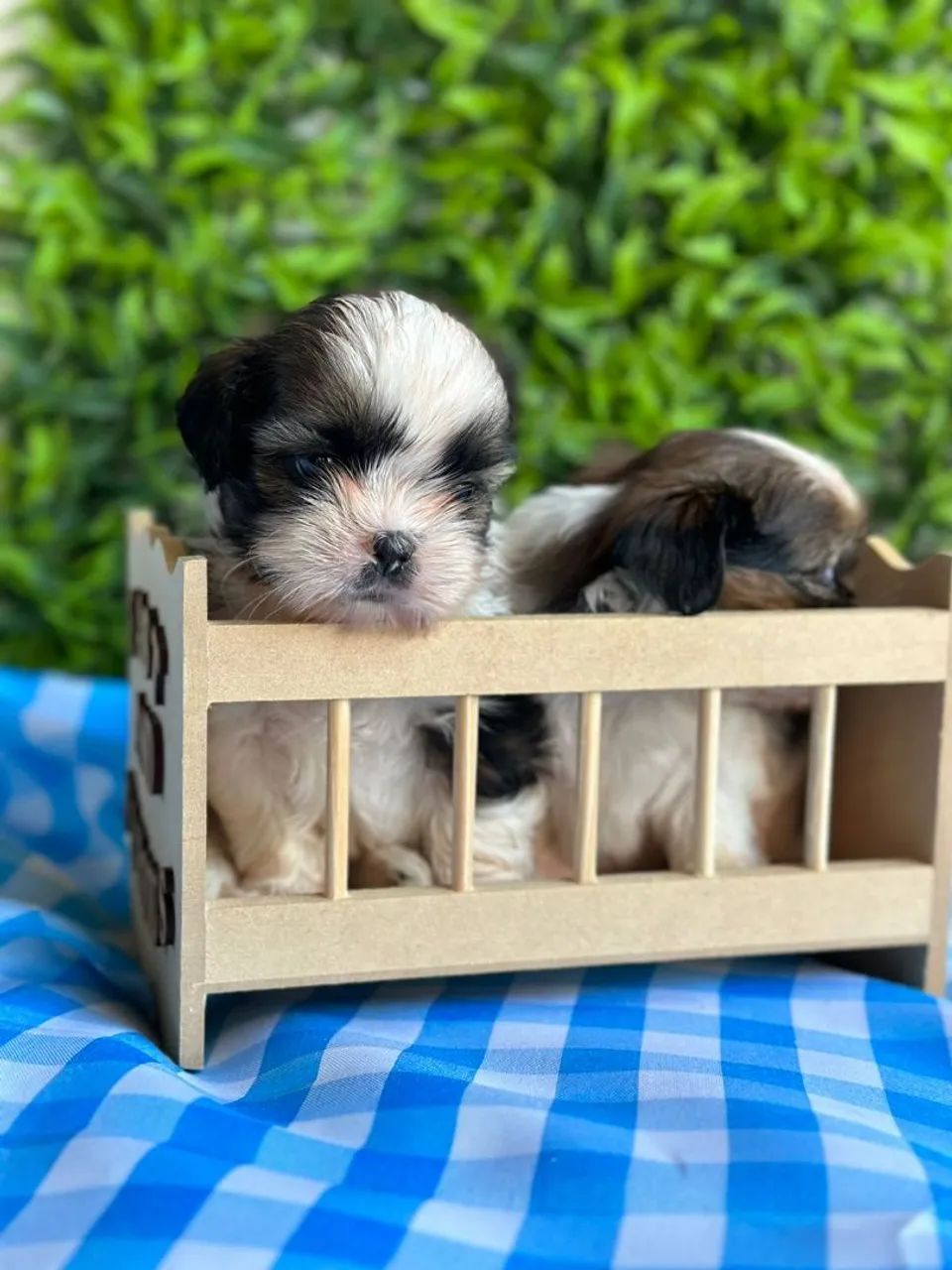 Shih Tzu meninos para reserva  - Foto 4