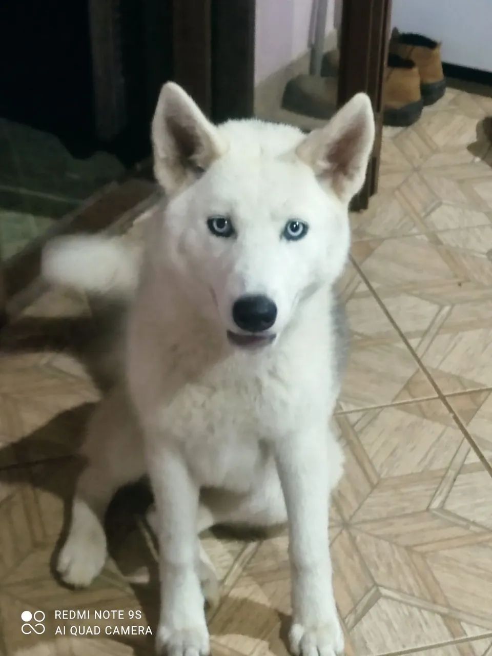 Husky Siberiano - adulta fêmea 50094