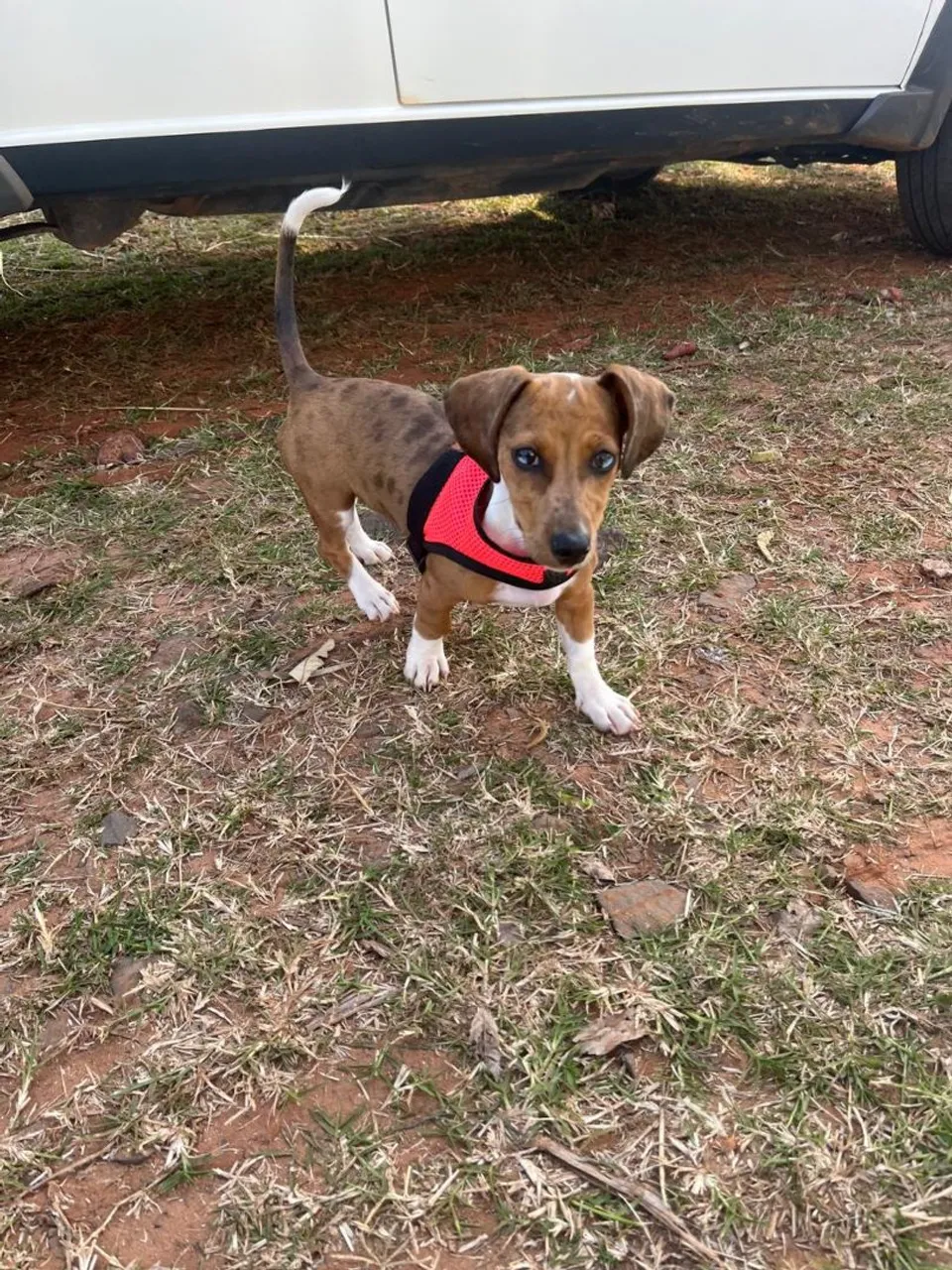 Filhote de Dachshund