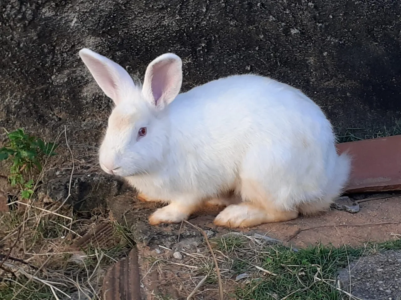 Coelho Branco Fofo para Adoçar Seu Lar!
