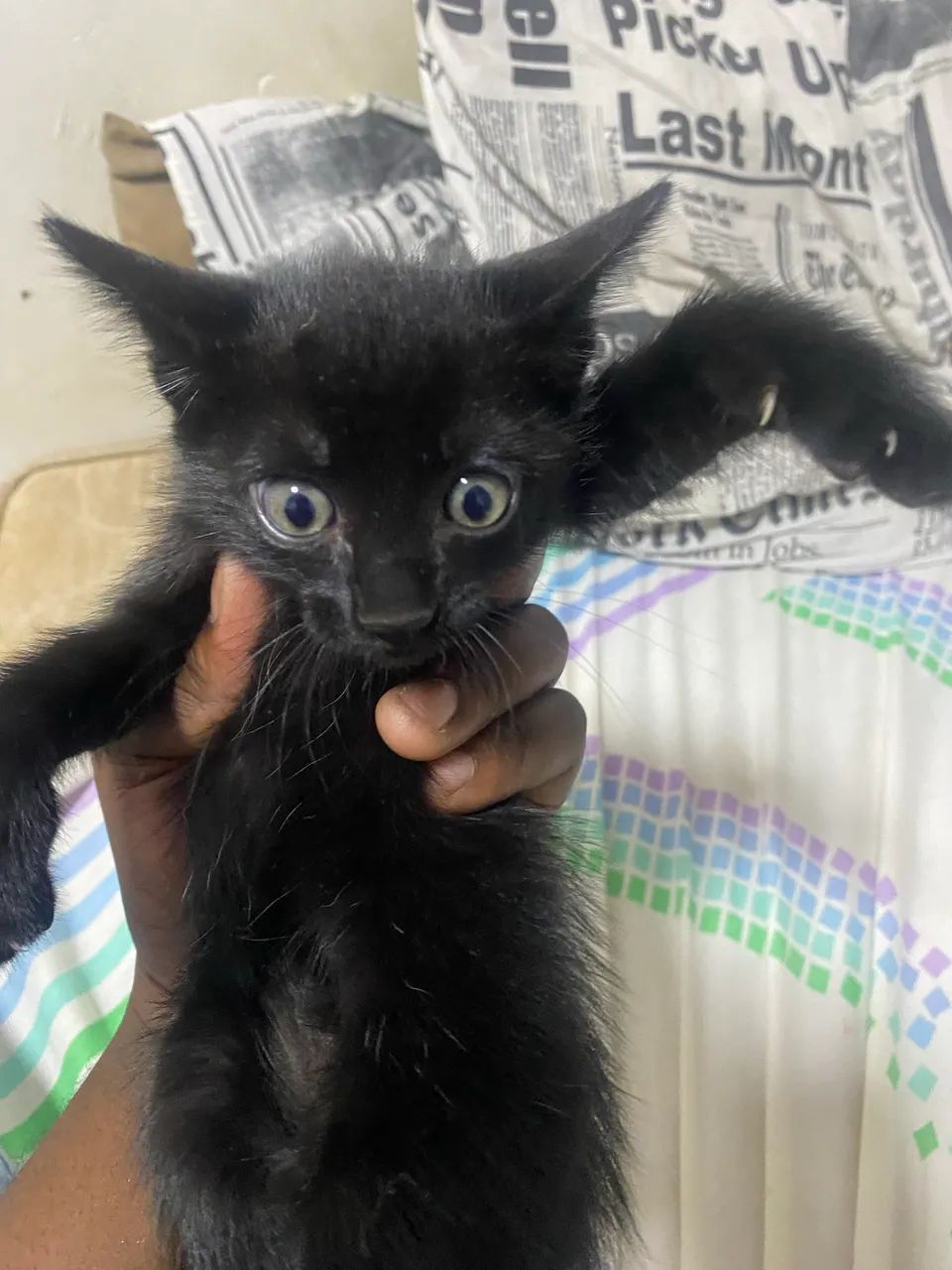 Gatinhos para doação 