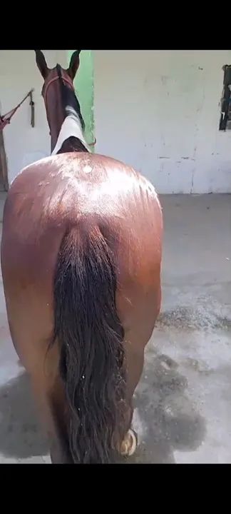 Potra 2 anos - Foto 2