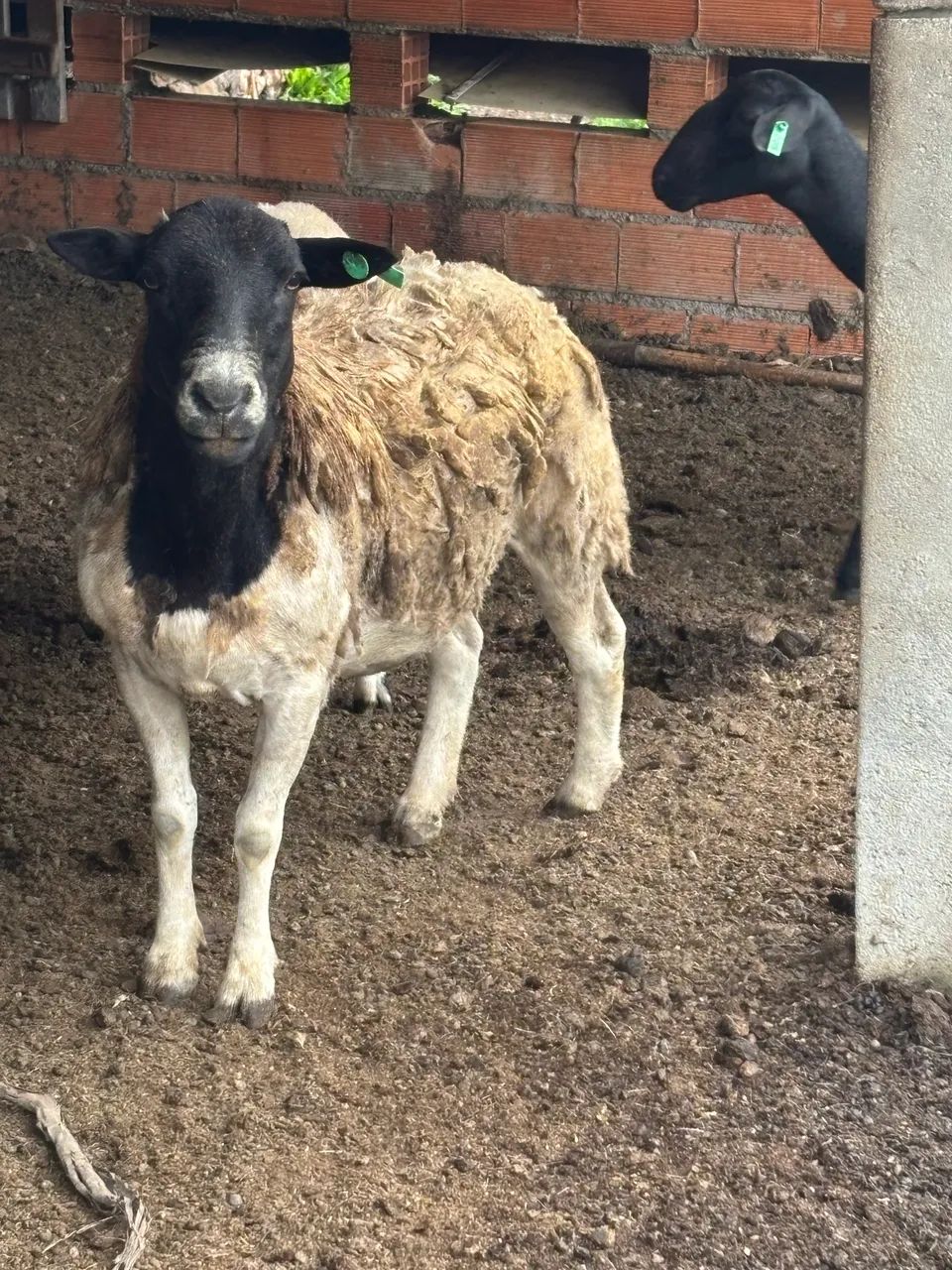 Ovelha Dorper - Foto 3