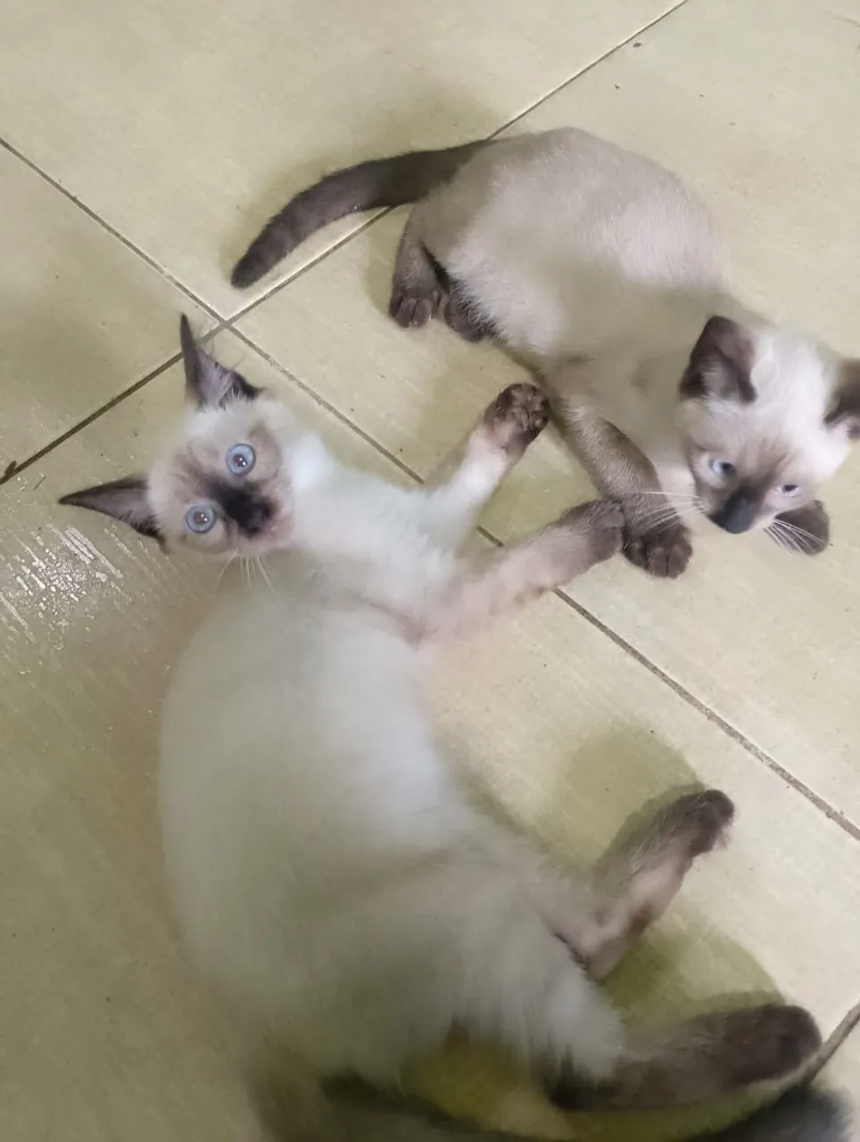 Filhotes de gato siamês para doação 