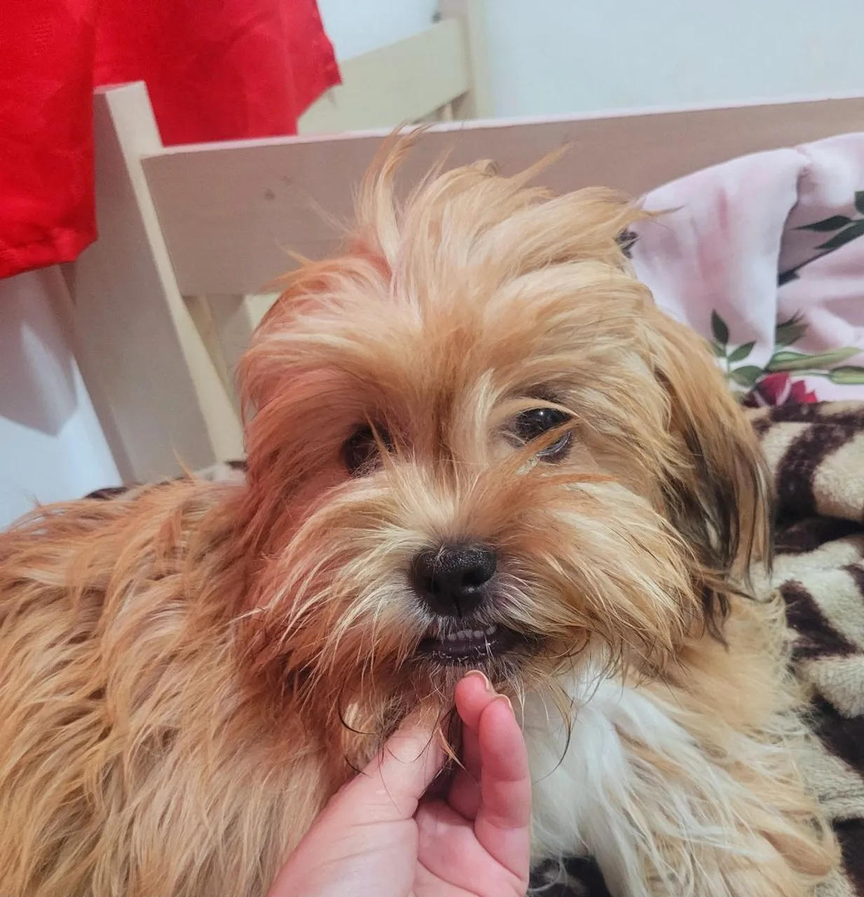 Shih Tzu Filhote - Pelúcia de 4 Patas