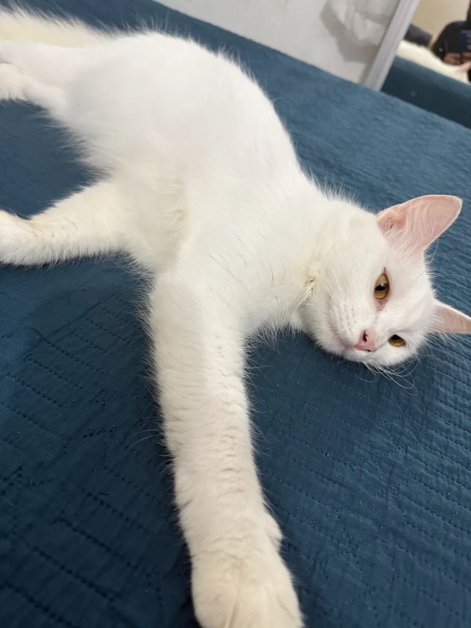 Gato angora  - Foto 3