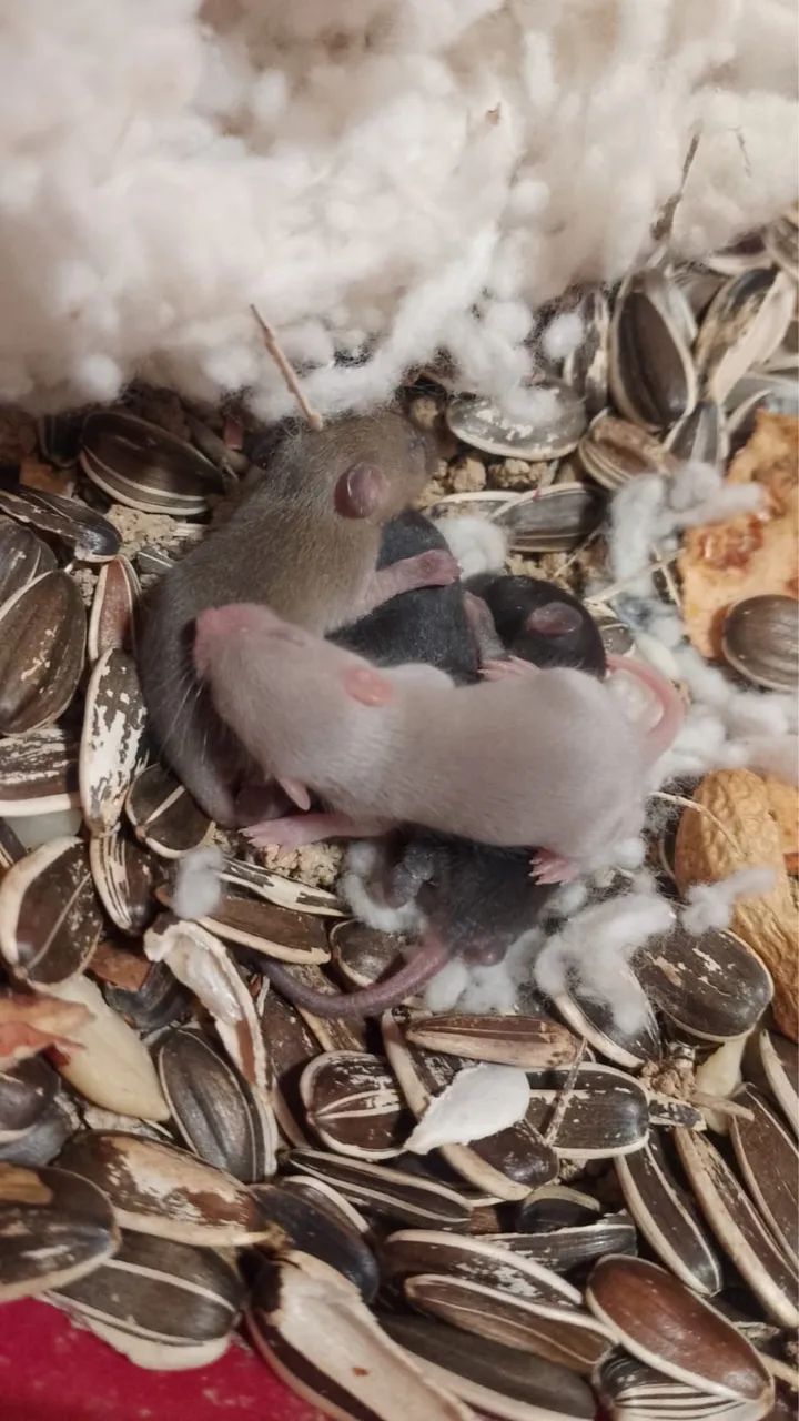 Camundongos adultos e filhotes  - Foto 2