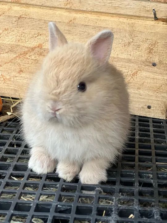 Coelho anão Netherland Dwarf Show  - Foto 4