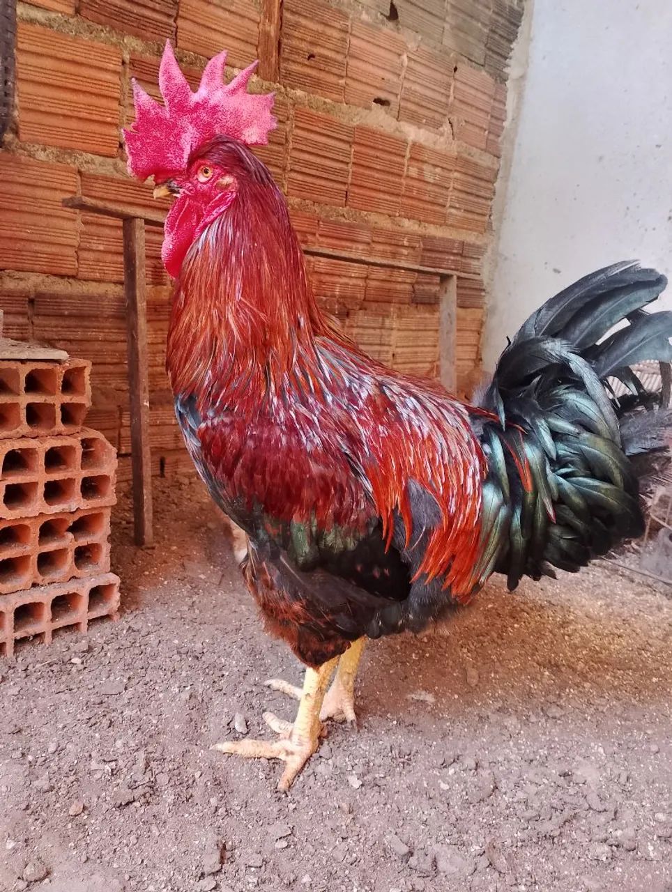 Galo gsb