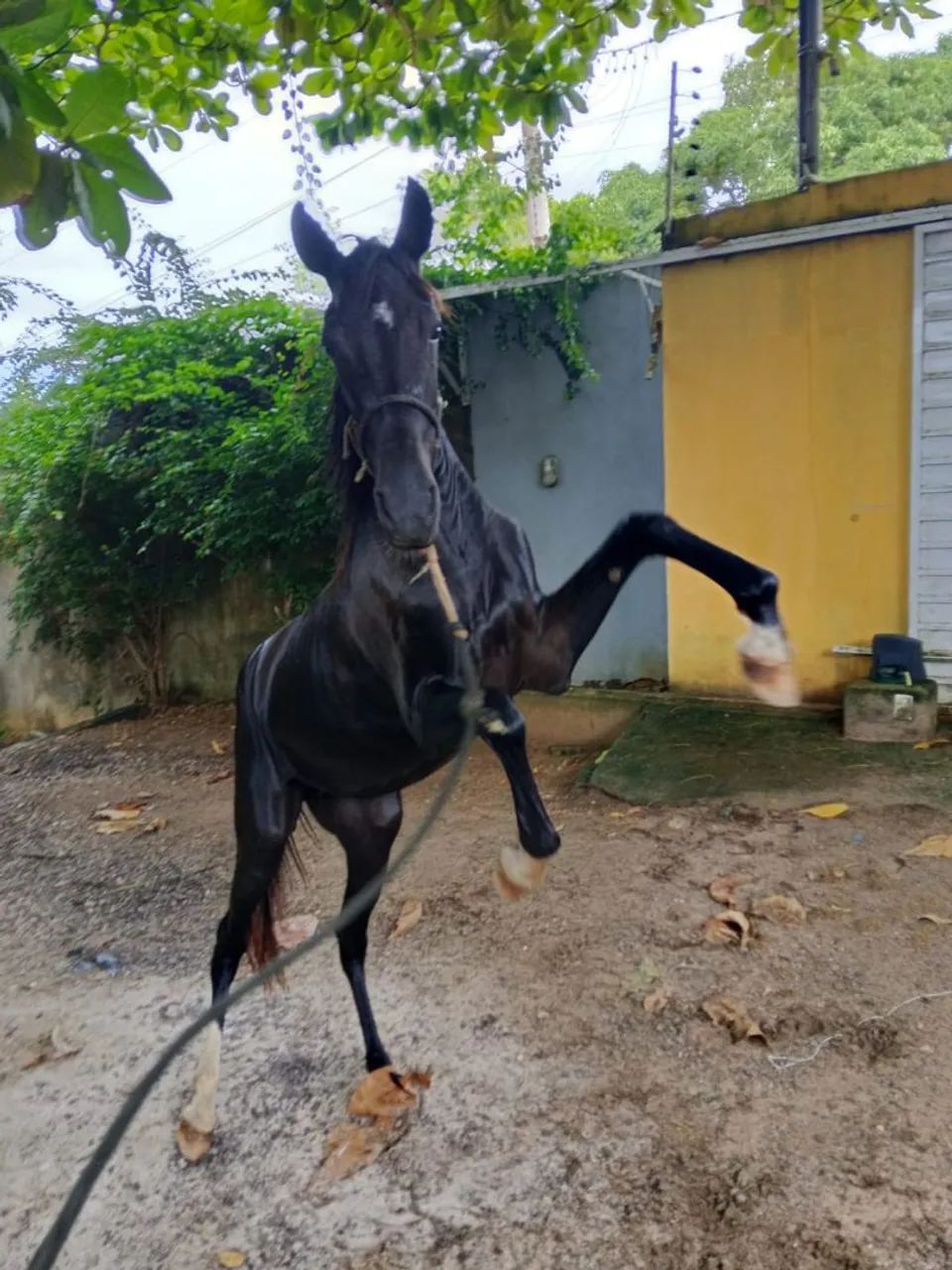 Vendo Porda Nova Mestiça 