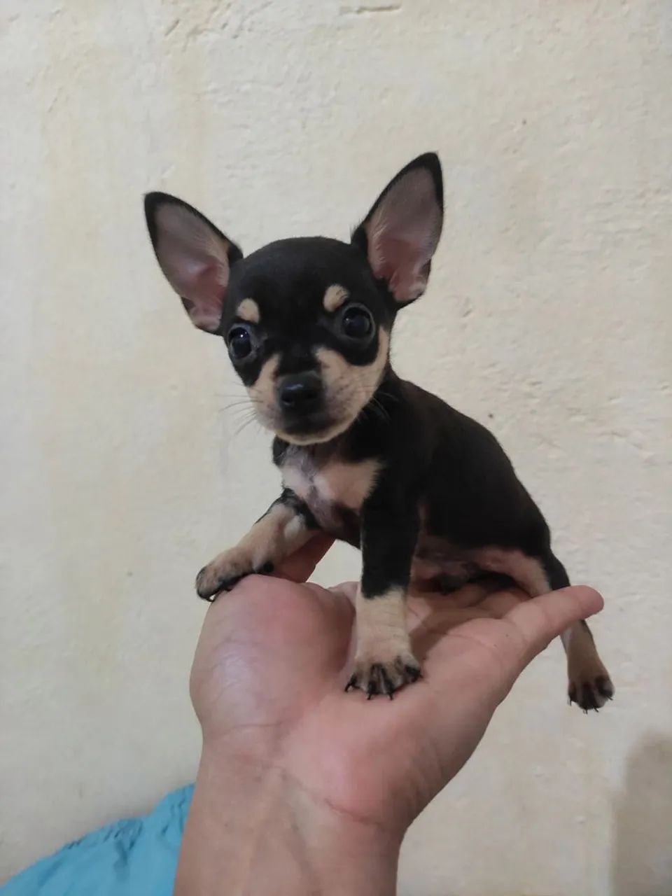 Pinscher Zero de procedência  - Foto 2