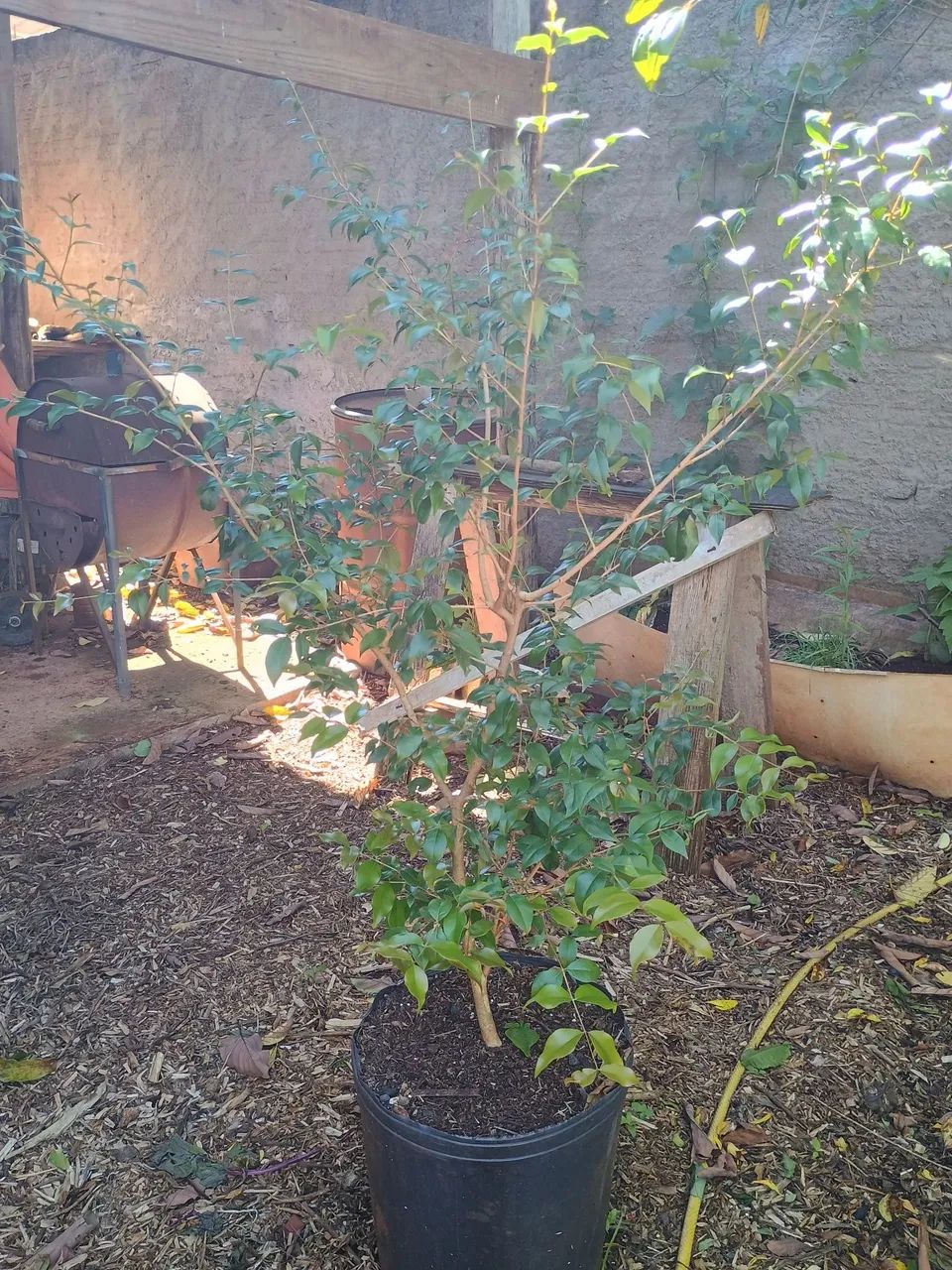 Mudas frutíferas  - Foto 3