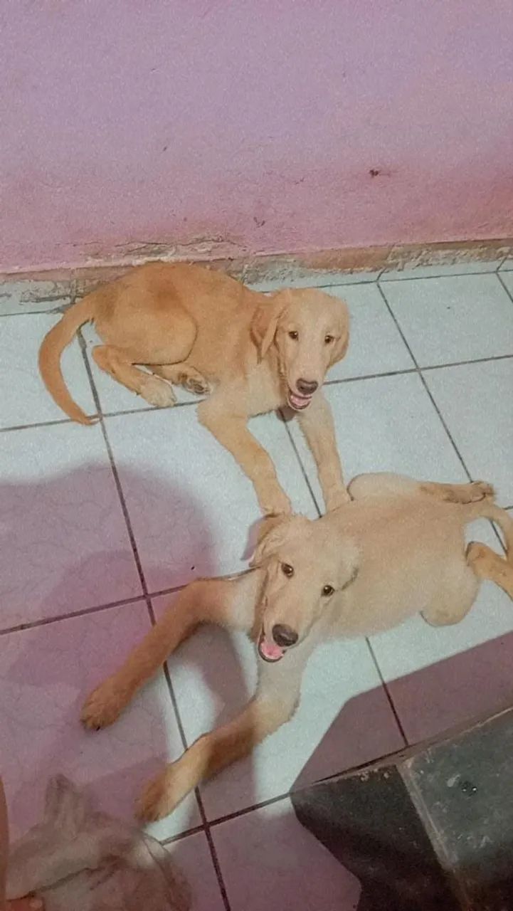 Golden Retriever  - Foto 3