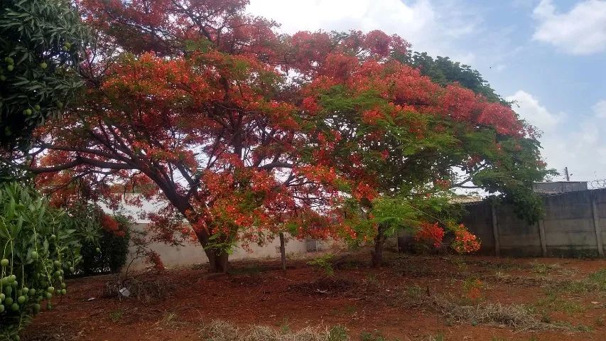 Foto - Brasília - Setor Habitacional Jardim Botânico