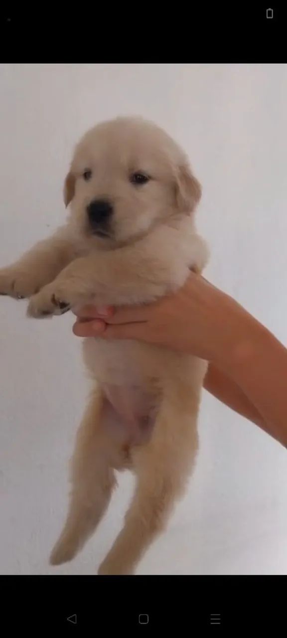 Golden retriver