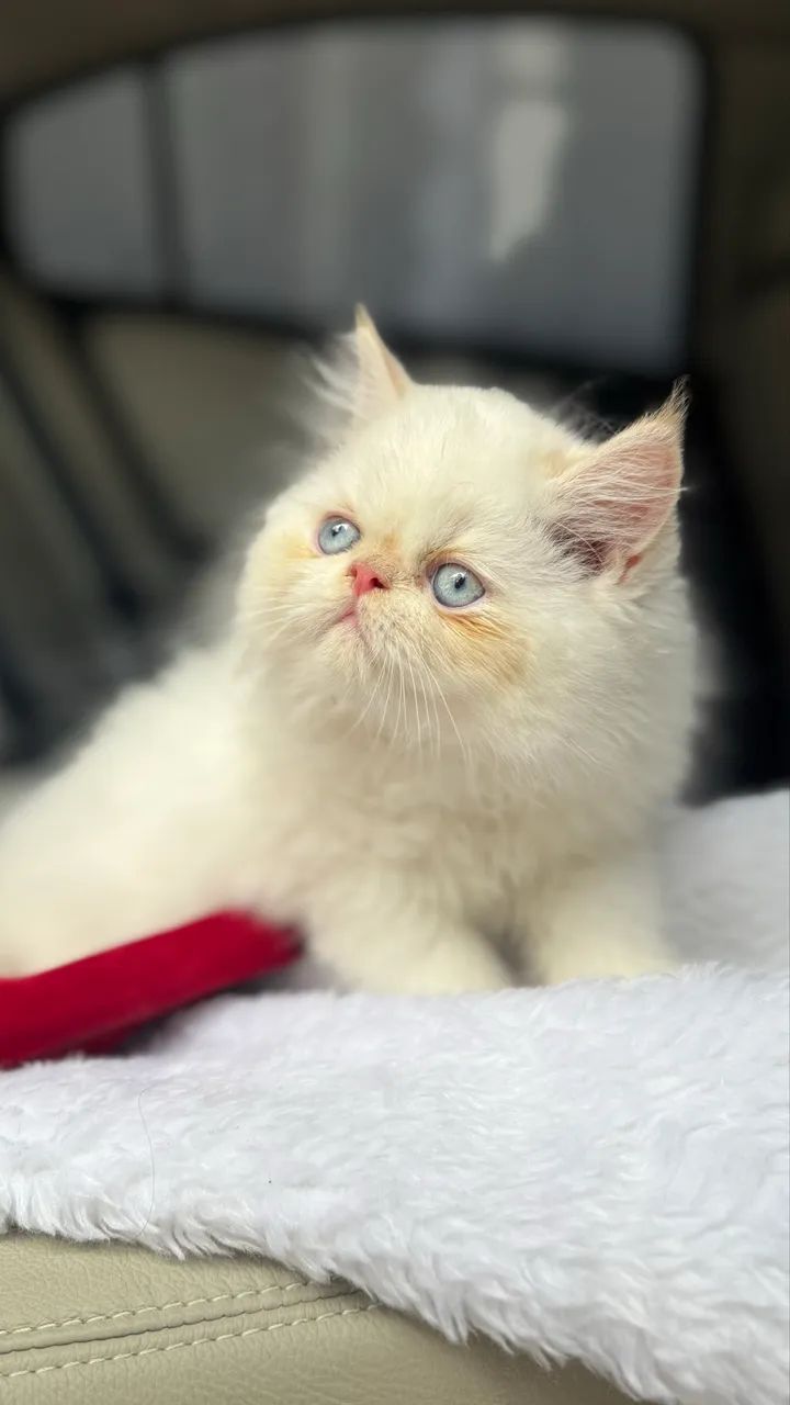 Gato persa Macho disponível Passo cartão 10x - Foto 5