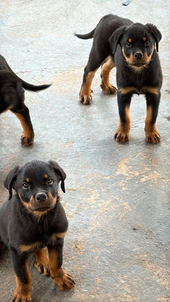 Rottweiler macho  - Foto 3