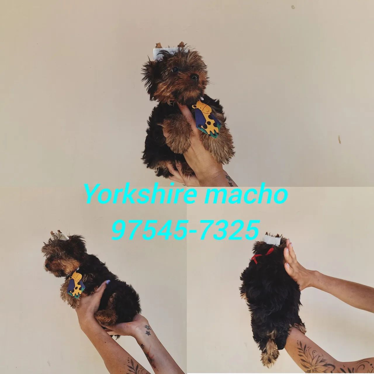 Yorkshire macho  - Foto 2