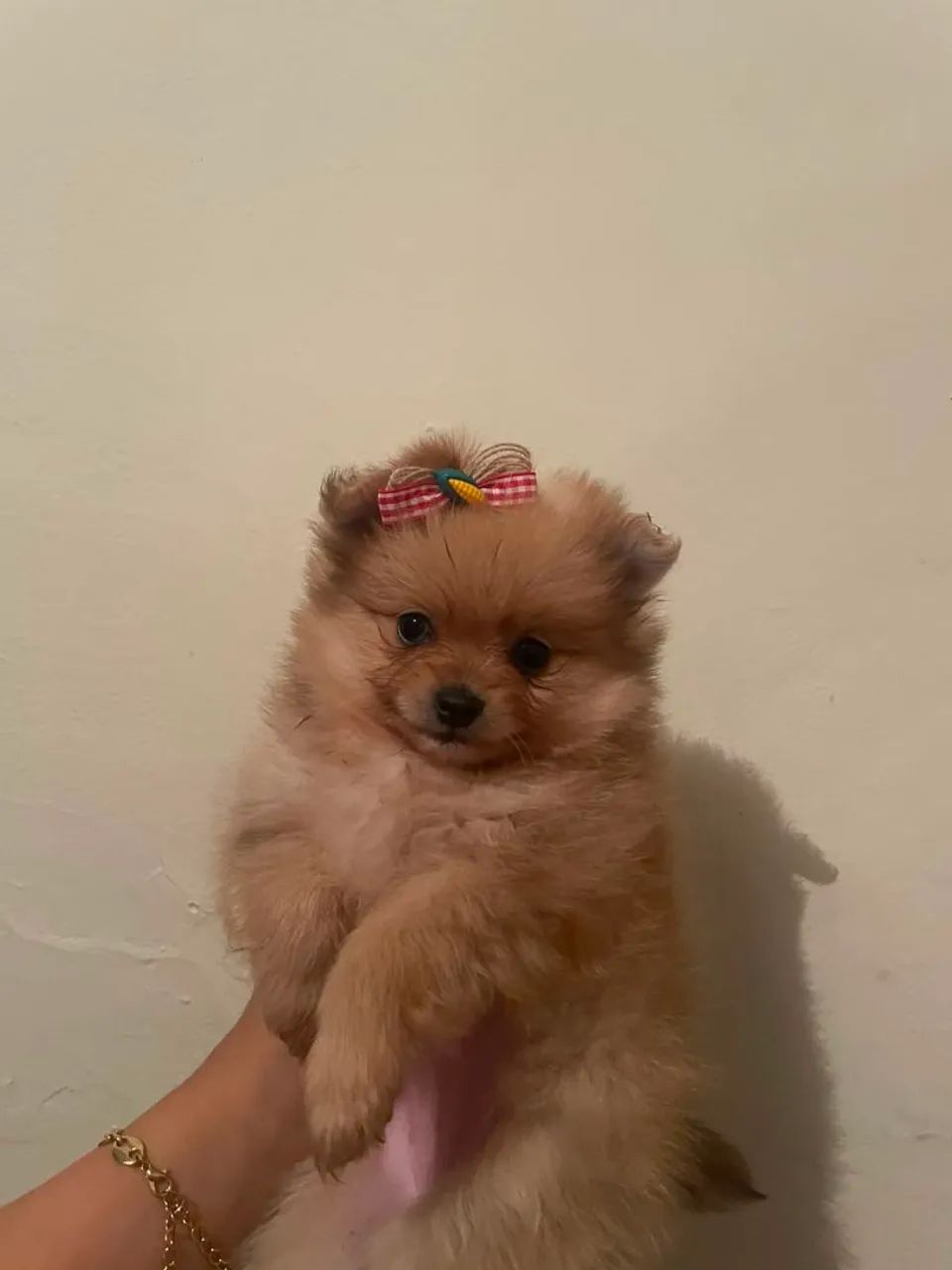 Vende-se femea de lulu da pomeranea