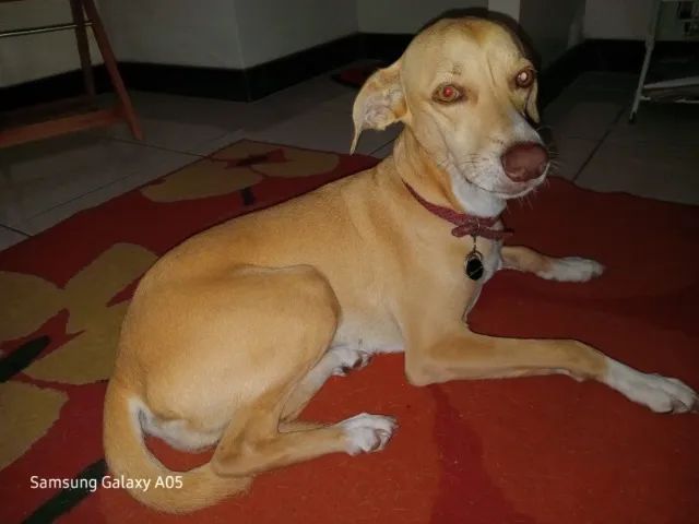 animal estimação - Foto 3