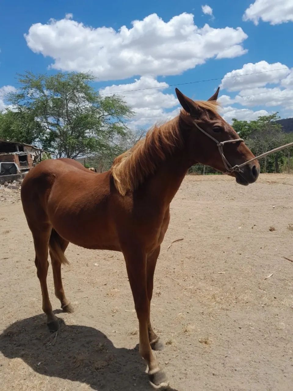 Potra Quarto de Milha -Filha do Dom Rojo. - Foto 4
