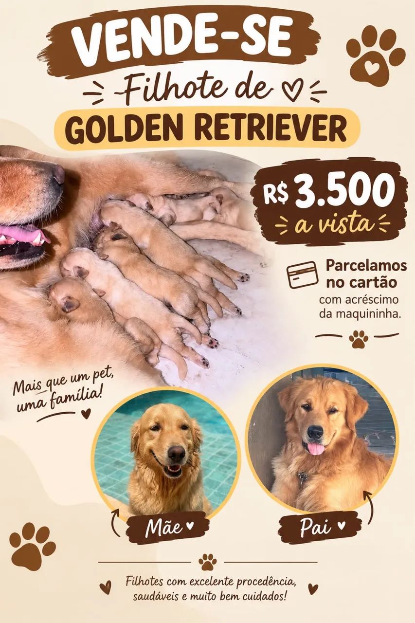 Golden retriever
