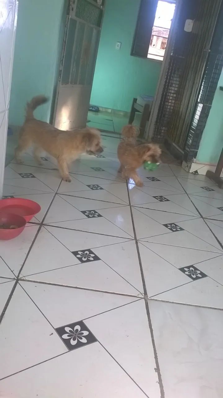 Doação (Kiara) - Foto 2