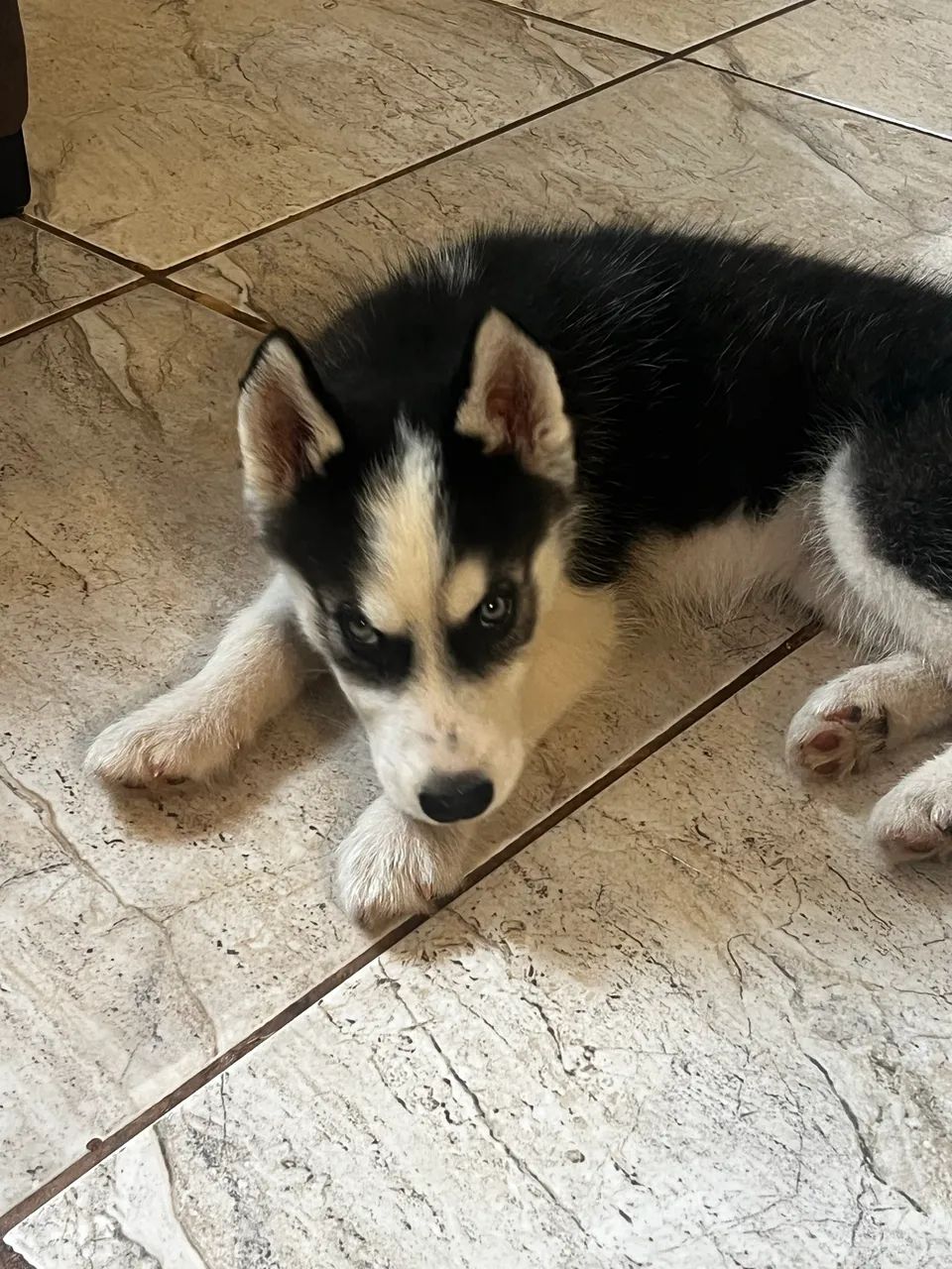 Cachorro - Foto 2