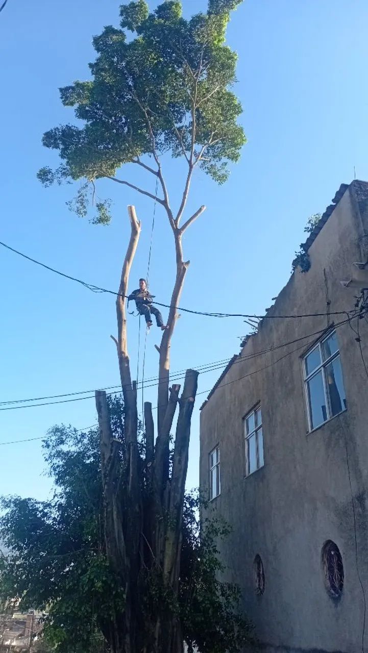 PODAS DE ÁRVORES  - Foto 2