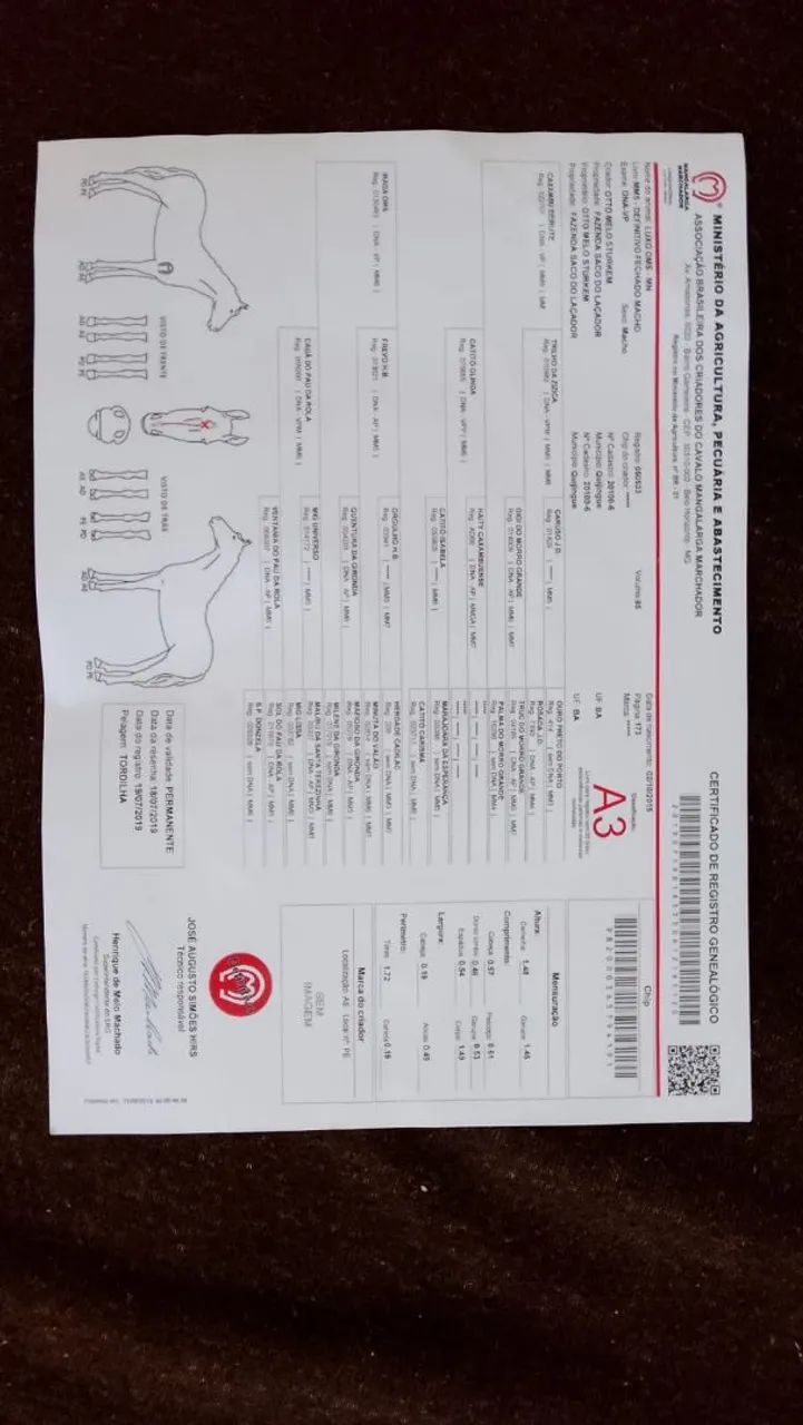 Cavalo mangalarga Machador 