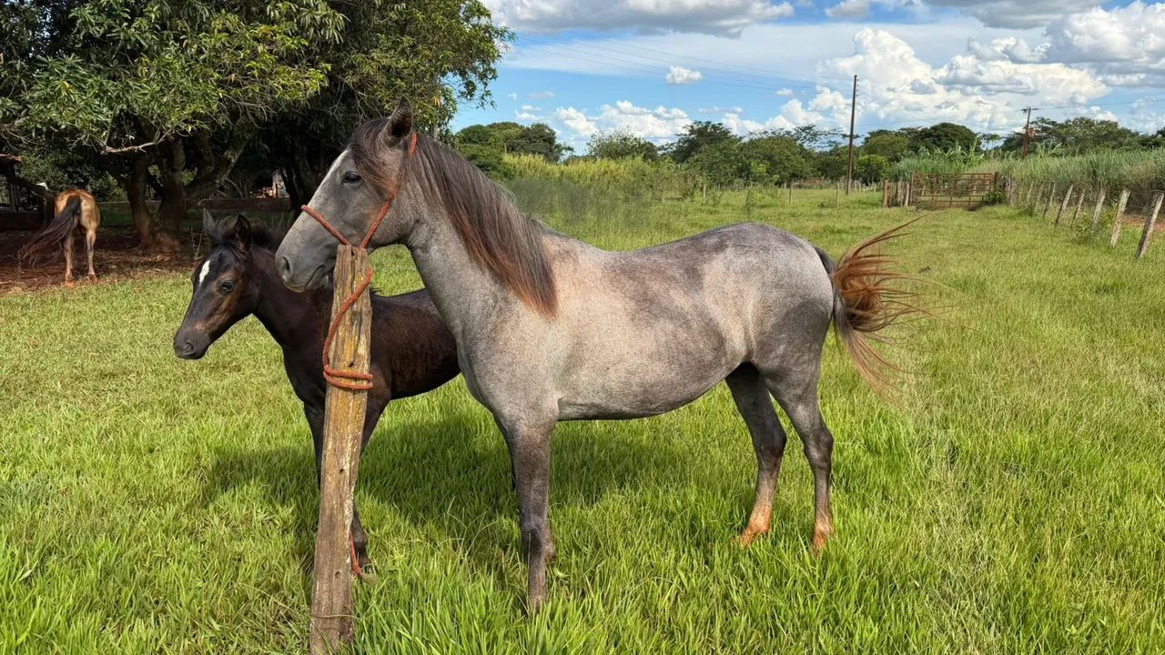 Vendo égua com a potra ! É mansa, mas ainda está com meia doma ! 