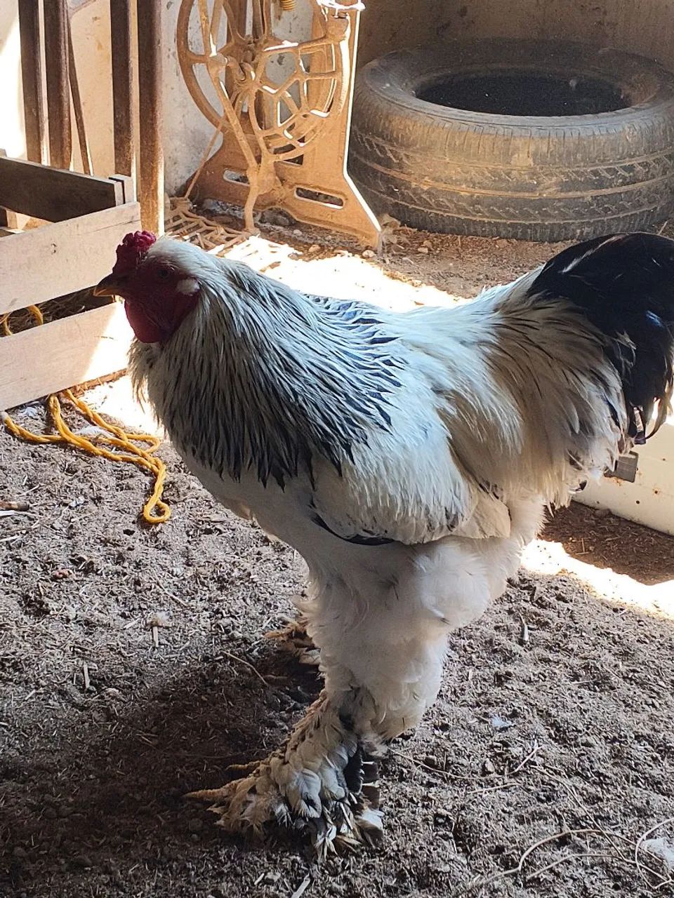 Galos Brahma light e Red - Foto 4